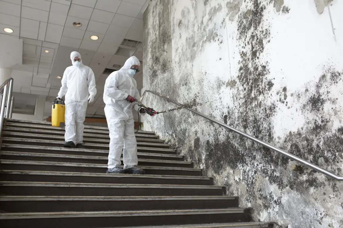 commercial mold removal 