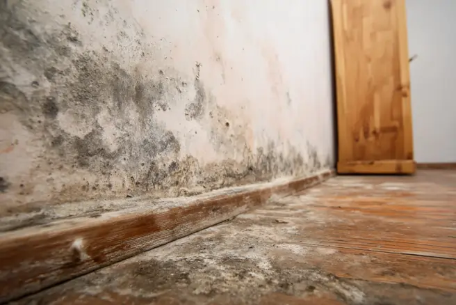 mold removal services